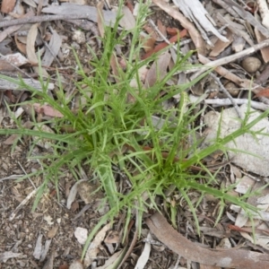 Eryngium ovinum at Michelago, NSW - 9 Oct 2016 03:00 PM