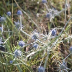 Eryngium ovinum (Blue Devil) at Michelago, NSW - 4 Jan 2015 by Illilanga