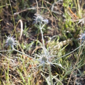 Eryngium ovinum at Michelago, NSW - 5 Jan 2015 09:22 AM