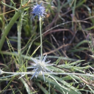 Eryngium ovinum at Michelago, NSW - 5 Jan 2015 09:22 AM