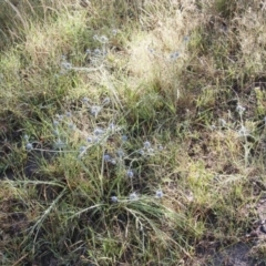 Eryngium ovinum at Michelago, NSW - 5 Jan 2015 09:22 AM