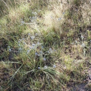 Eryngium ovinum at Michelago, NSW - 5 Jan 2015 09:22 AM