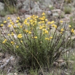 Xerochrysum viscosum (Sticky Everlasting) at Michelago, NSW - 23 Dec 2017 by Illilanga