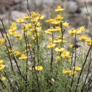 Xerochrysum viscosum at Michelago, NSW - 23 Dec 2017 12:07 PM