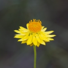 Xerochrysum viscosum (Sticky Everlasting) at Michelago, NSW - 2 Apr 2013 by Illilanga