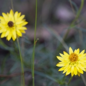 Xerochrysum viscosum at Michelago, NSW - 2 Apr 2013