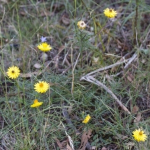 Xerochrysum viscosum at Michelago, NSW - 2 Apr 2013 04:18 PM