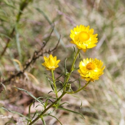 Xerochrysum viscosum (Sticky Everlasting) at Michelago, NSW - 30 Nov 2014 by Illilanga