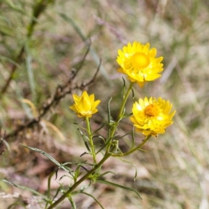 Xerochrysum viscosum at Illilanga & Baroona - 1 Dec 2014