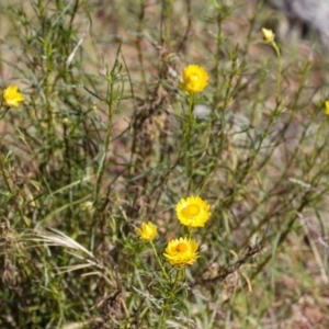 Xerochrysum viscosum at Illilanga & Baroona - 1 Dec 2014