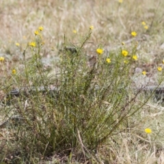 Xerochrysum viscosum at Illilanga & Baroona - 1 Dec 2014