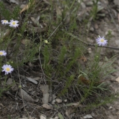 Brachyscome rigidula (Hairy Cut-leaf Daisy) at Illilanga & Baroona - 23 Dec 2017 by Illilanga