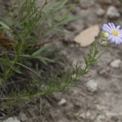 Brachyscome rigidula at Illilanga & Baroona - 23 Dec 2017