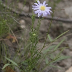 Brachyscome rigidula at Illilanga & Baroona - 23 Dec 2017