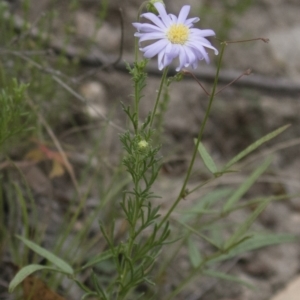 Brachyscome rigidula at Illilanga & Baroona - 23 Dec 2017