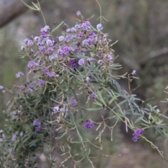 Glycine clandestina (Twining Glycine) at Michelago, NSW - 6 Nov 2010 by Illilanga