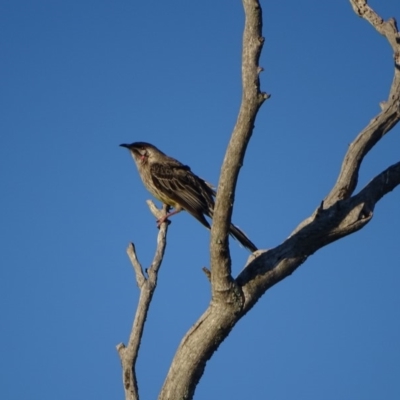 Anthochaera carunculata (Red Wattlebird) at Isaacs Ridge and Nearby - 10 Jul 2018 by Mike