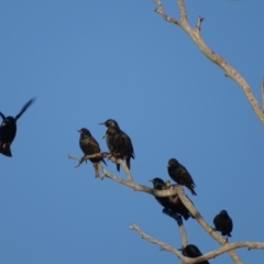 Sturnus vulgaris (Common Starling) at Isaacs Ridge and Nearby - 10 Jul 2018 by Mike