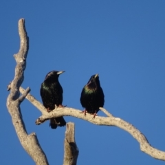 Sturnus vulgaris at Isaacs, ACT - 10 Jul 2018 05:21 PM