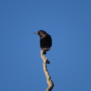 Sturnus vulgaris at Isaacs, ACT - 10 Jul 2018 05:21 PM