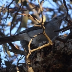 Colluricincla harmonica (Grey Shrikethrush) at Isaacs Ridge - 10 Jul 2018 by Mike