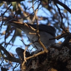 Colluricincla harmonica at Isaacs Ridge - 10 Jul 2018