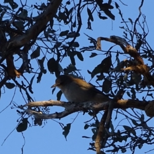 Colluricincla harmonica at Isaacs Ridge - 10 Jul 2018 05:33 PM