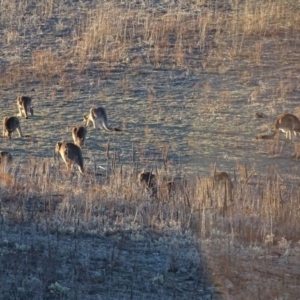 Macropus giganteus at Isaacs Ridge - 10 Jul 2018