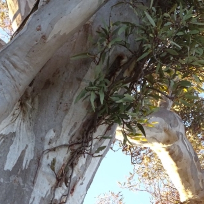 Muellerina eucalyptoides (Creeping Mistletoe) at Isaacs, ACT - 10 Jul 2018 by Mike