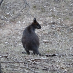 Wallabia bicolor at Isaacs, ACT - 10 Jul 2018 05:50 PM