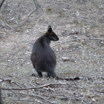 Wallabia bicolor (Swamp Wallaby) at Isaacs Ridge and Nearby - 10 Jul 2018 by Mike