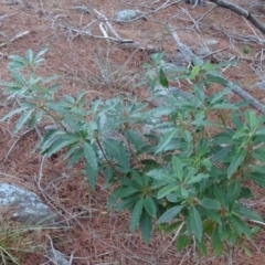 Pittosporum undulatum (Sweet Pittosporum) at Isaacs Ridge and Nearby - 10 Jul 2018 by Mike