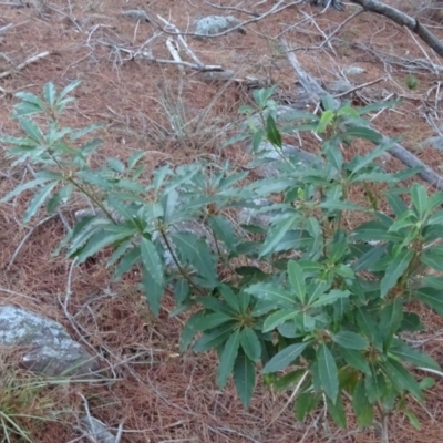 Pittosporum undulatum (sweet pittosporum) at Isaacs, ACT - 10 Jul 2018 by Mike