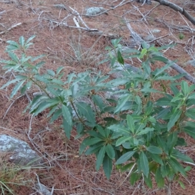 Pittosporum undulatum (Sweet Pittosporum) at Isaacs Ridge - 10 Jul 2018 by Mike