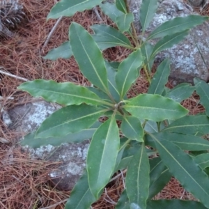 Pittosporum undulatum at Isaacs, ACT - 10 Jul 2018