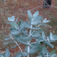 Eucalyptus bicostata (Southern Blue Gum, Eurabbie) at Isaacs, ACT - 10 Jul 2018 by Mike