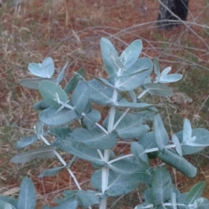 Eucalyptus bicostata at Isaacs, ACT - 10 Jul 2018