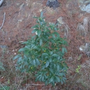 Pittosporum undulatum at Isaacs Ridge - 10 Jul 2018