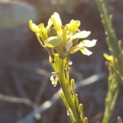 Hirschfeldia incana (Buchan Weed) at Isaacs, ACT - 10 Jul 2018 by Mike