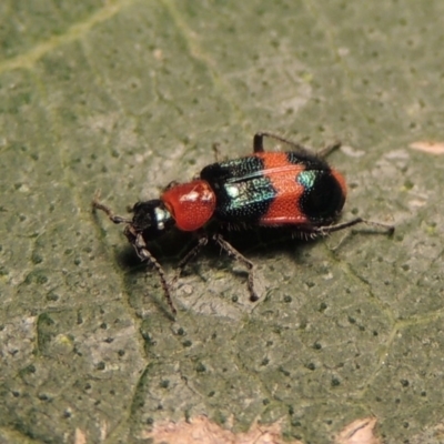 Dicranolaius bellulus (Red and Blue Pollen Beetle) at Conder, ACT - 10 Apr 2018 by michaelb