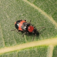 Dicranolaius bellulus at Conder, ACT - 10 Apr 2018 08:20 PM