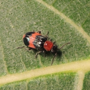 Dicranolaius bellulus at Conder, ACT - 10 Apr 2018 08:20 PM