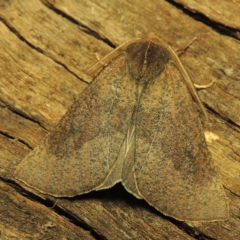 Fisera belidearia (Two-toned Crest-moth) at Conder, ACT - 8 Jun 2018 by MichaelBedingfield