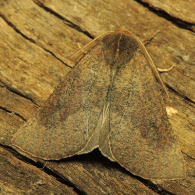 Fisera belidearia (Two-toned Crest-moth) at Pollinator-friendly garden Conder - 7 Jun 2018 by michaelb