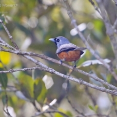 Monarcha melanopsis (Black-faced Monarch) at Garrads Reserve Narrawallee - 23 Feb 2015 by Charles Dove