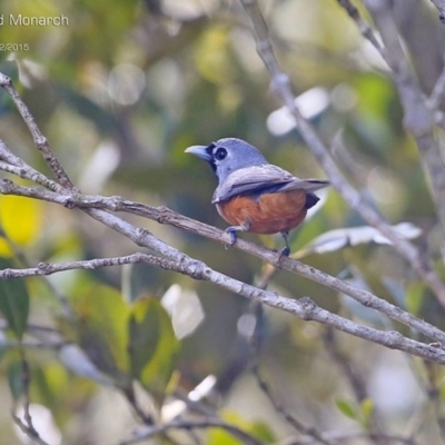 Monarcha melanopsis (Black-faced Monarch) at Narrawallee, NSW - 23 Feb 2015 by Charles Dove