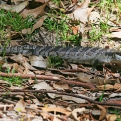 Tiliqua scincoides scincoides (Eastern Blue-tongue) at Conjola Bushcare - 22 Feb 2015 by Charles Dove