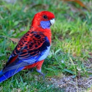 Platycercus elegans at Lake Conjola, NSW - 23 Feb 2015