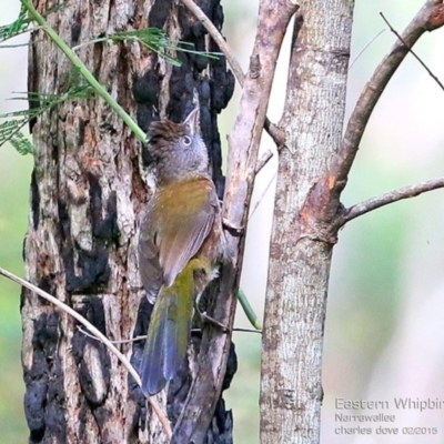Psophodes olivaceus (Eastern Whipbird) at Narrawallee, NSW - 23 Feb 2015 by CharlesDove