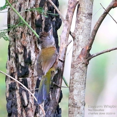 Psophodes olivaceus (Eastern Whipbird) at Narrawallee, NSW - 24 Feb 2015 by CharlesDove